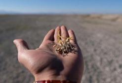 Sertifikalı hububat tohumu üretim hedefi 223 bin ton