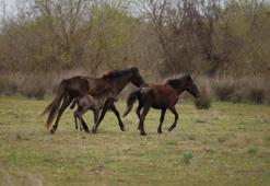 Kızılırmak Deltası’nın yılkı atları