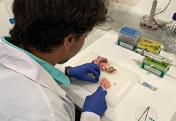 Sığır aort damarından 3D yazıcıyla doğal insan aort damarı