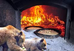 Kış uykusundan uyanan ayılar için barınağa ‘özel fırın’