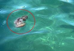 Çanakkale Boğazı'nda zehirli tehlike; pusula denizanası