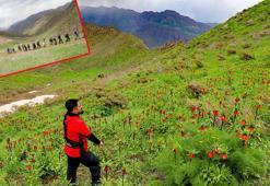 Hakkari dağlarındaki ters lalelere ziyaretçi akını