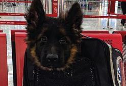 Türkiye, Meksika’ya Proteo anısına yavru köpek gönderdi