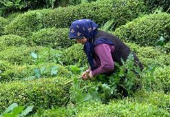 Çay hasadında 'yabancı mevsimlik işçi göçü olmasın’ çağrısı