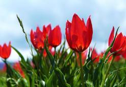 Muş Ovası, lalelerle kırmızıya büründü