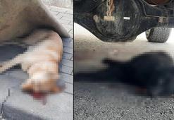 Evinin çatısına çıkan 2 köpeği öldüren sanığa, 1,5 yıl hapis cezası