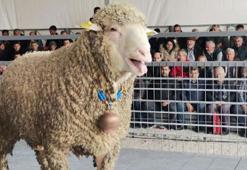 Damızlık koç, 91 bin liraya satıldı
