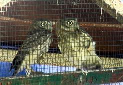 Uçmaya başlayan yavru baykuşlar doğaya salındı