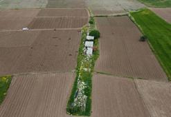 Domates tarlaları arasındaki tarihi köprü, ‘turizme kazandırılsın’ önerisi