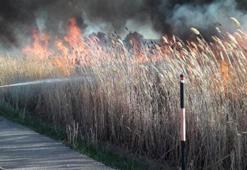 Van'da, birçok kuş türüne ev sahipliği yapan sazlıkta yangın çıktı