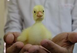 Üniversitede kurulan merkezle Bingöllü yetiştiriciler, pahalı civciv almaktan kurtuldu