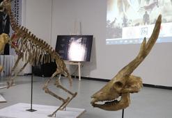 Türkiye'nin ilk paleontoloji müzesinin yüzde 80'i tamamlandı