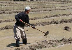Çukurca'da imece usulü çeltik ekimi