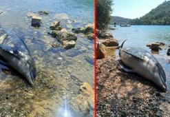 Bodrum'da sahile ölü yunus vurdu