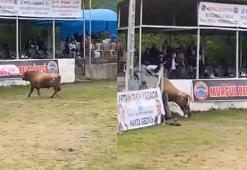 Arenadan kaçan boğanın tribüne çıkması kamerada