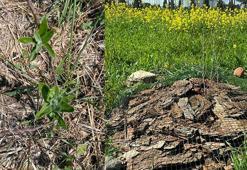 Enerji güneşten, su üretimi havadan