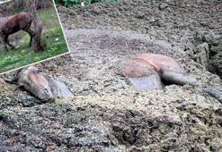 Hayvan gübresi yığınına saplanan at kurtarıldı