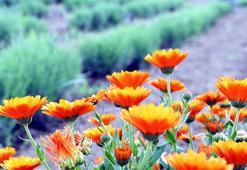 Trakya tarlalarında 60 çeşit aromatik bitki yetiştiriliyor