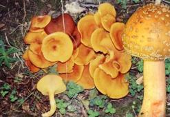 Prof. Dr. Pekşen: Mantar ölümlerinin yüzde 95’i ‘Köygöçüren’ türünden kaynaklanıyor