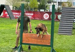 'Narkotik köpekler' yarışmasında Nobel, 1'inci oldu