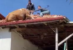Çatıya çıkan inek imece usulü kurtarıldı