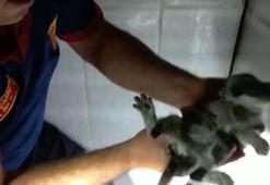 Duvara sıkışan yavru kediyi, fayansları kırıp kurtardılar