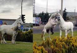 Nevşehir'de maket atları gören at, şaha kalktı