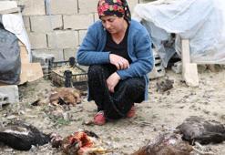 Sokak köpekleri 80 tavuğu öldürdü