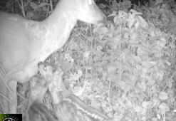 Karaca yavruları, bulundukları noktaya geri bırakılınca annelerine kavuştu