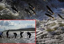 Küreklerini alarak inci kefalleri için seferber oldular