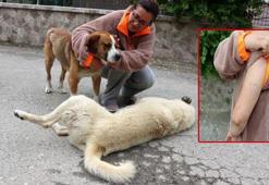 Sokak hayvanlarını korurken saldırıya uğradı