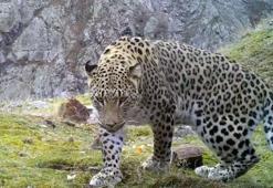 Anadolu parsının DNA'sı alındı, Dünya Gen Bankası'na girdi