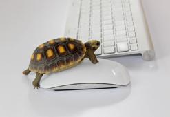 “Hızlı ve güvenilir bir barındırma servisi sizi ileriye götürür"