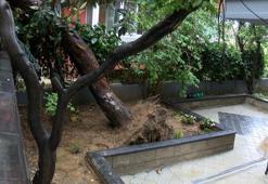 Maltepe'de devrilen ağacın dalları bir dairenin balkonundan içeri girdi