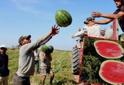 Adana’da turfanda karpuz hasadı başladı; tarlada kilosu 7 lira