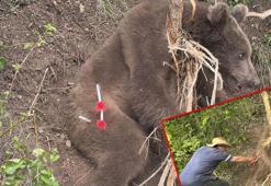 Tele takılıp mahsur kalan ayı, kurtarıldı