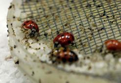 Gaziantep’te 'Uğur Böceği' bahçesi açıldı