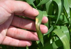 Yağış artışları nedeniyle tahılda 'sarı pas' riski