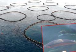 Türkiye, alabalık üretiminde dünya 2'ncisi