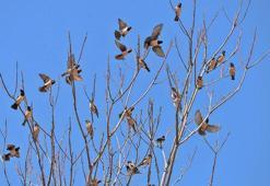 Prof. Dr. Kılıç: Ala sığırcık kuşları, biyolojik mücadelede kullanılabilir