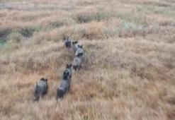 Erzincan'da domuz sürüsü dron ve fotokapanla görüntülendi