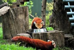 Macaristan'dan Bursa'ya neslin devamı için erkek kızıl panda getirildi