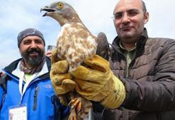 Tedavileri tamamlanan kaya kartalı ve arı şahini doğaya salındı