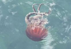 Marmara Denizi'nde 'Pusula Denizanası' tehdidi