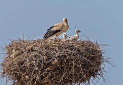 5 bin kilometrelik yolculuğa hazırlanan yavru leylekler için 'kuraklık' riski
