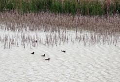 Van Gölü Havzası'ndaki dikkuyrukları, jandarma koruyor