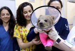 Ayağı kırılan yavru ayıyı kurtarma operasyonu