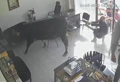 Mezbahadan kaçan boğanın emlakçıya girdiği anlar kamerada