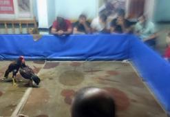 Horozları koruma derneğinde horoz dövüştürenlere 117 bin 595 TL ceza