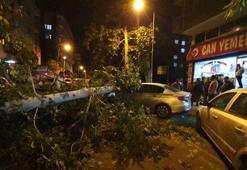 Diyarbakır'da üzerine ağaç devrilen 3 araç hasar gördü